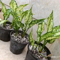 هدیه صد و دویست|گل و گیاه طبیعی|نیشابور, شهید بهشتی|دیوار