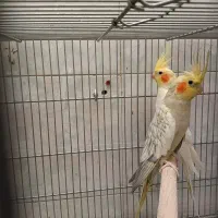 عروس هلندی مولد