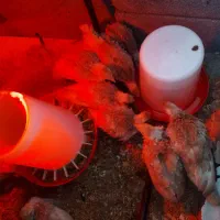 نیمچه بوقلمون بوربــون