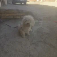 سگ پا کوتا|سگ|بیجار, |دیوار