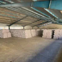 فروش بذر اصلاح شده ارقام پیشگام ،حیدری،زرینه|خدمات باغبانی و درختکاری|اقلید, |دیوار