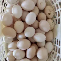 تخم مرغ محلی تازه