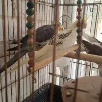 فروش یک جفت عروس هلندی مولد