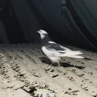 فروش سه تا کبوتر ماده