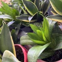 گل های آپارتمانی|گل و گیاه طبیعی|رشت, فلسطین|دیوار