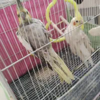 یک جفت عروس هلندی نرو ماده جوان تخم گذاشتن|پرنده|مشهد, هدایت|دیوار