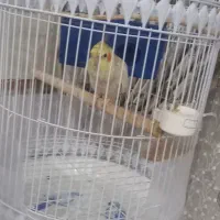 عروس هلندی گل باقالی