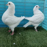 کبوترکینگ|پرنده|یزد, |دیوار