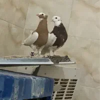 طوق سرخ گمشده محدوده خونسرخ تیاب