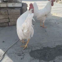 خروس سفید و خوش اندام|حیوانات مزرعه|الوند, |دیوار