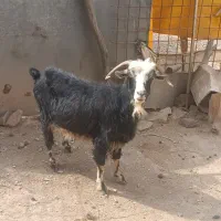 بز هیکلی جوان وسرحال باب داشت|حیوانات مزرعه|جوانرود, |دیوار