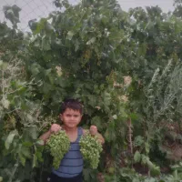 نهالستان بزرگ ساوه و گازران