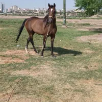 مادیون