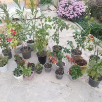 گل و گیاه طبیعی