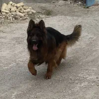 یه جفت ژرمن شولاین فوق حرفه ای کلاسA