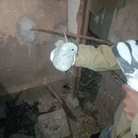 کبوتر  پاکستانی