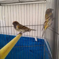 سهره .گلبسر .قناری