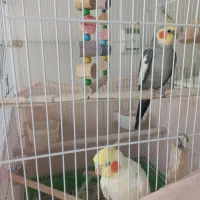 عروس هلندی