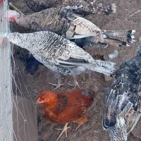 جوجه بوقلمون محلی