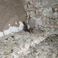 کفتر آلمانی