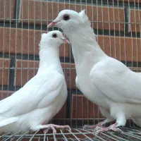 دمگیر سفید مور