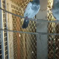 کبوتر پاکستانی