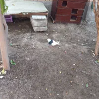 طوقی ماده|پرنده|شوش, |دیوار