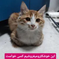 دو عدد گربه dlh فوق‌رام و‌دوست داشتنی|گربه|شیراز, پودنک|دیوار