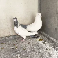 کبوتر دم سبز دم سیاه کله دم سبز