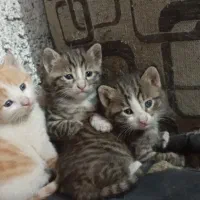 گربه