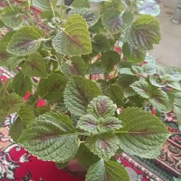 گل پتوس و حسن یوسف|گل و گیاه طبیعی|شیراز, نصر|دیوار