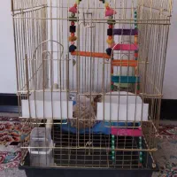 قفس طلایی پرنده