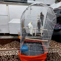 ۳عدد طوطی همراه باقفس لانه|پرنده|بانه, |دیوار