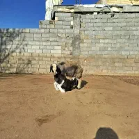 شیشک میش|حیوانات مزرعه|لاران, |دیوار