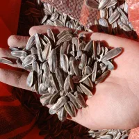 تخمه|عمده‌فروشی|سراب, |دیوار