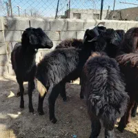 ۶ عدد بره  ماده ناب