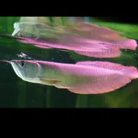 ماهی اروانا سالم و سرحال