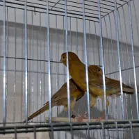 یک جفت قناری سوخته نر قرص