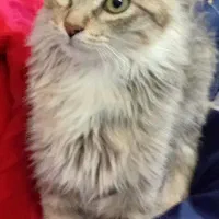 واگذاری گربه خانگی رایگان،