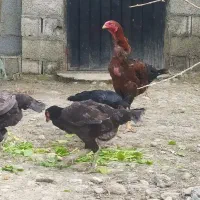 تخم لاری|حیوانات مزرعه|احمدسرگوراب, |دیوار