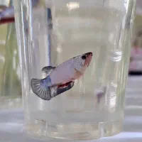 ماهی فایتر پلاکت