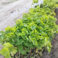 انگور گلدانی