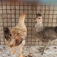 جوجه محلی
