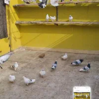 کبوتر خارجی پرش سنگین فروش یکجا تعداد 70تا