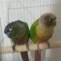 عروس هلندی ملنگو گیرنچیک|پرنده|هشتگرد, شهرک گلها|دیوار