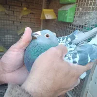 کبوتر|پرنده|شاندیز, |دیوار