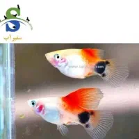 ماهی گیاه خوار|ماهی|یزد, |دیوار