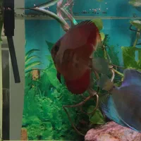 ماهی دیسکس ۳ عدد|ماهی|تهران, مهرآباد|دیوار