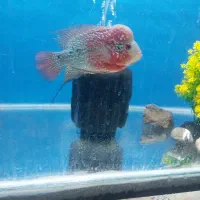 فلاور|ماهی|مشهد, شهید قربانی|دیوار