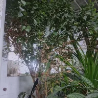 گل آپارتمانی|گل و گیاه طبیعی|قزوین, |دیوار